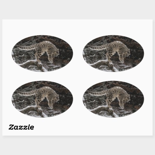 Snow Leopard Cub Pounce Ovale Sticker (Vel)