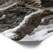 Snow Leopard Cub Pounce Poster (Hoek)