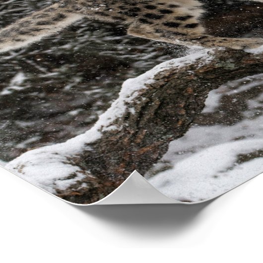Snow Leopard Cub Pounce Poster (Hoek)