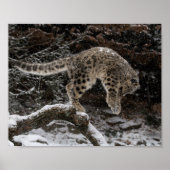 Snow Leopard Cub Pounce Poster (Voorkant)