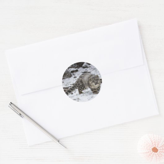 Snow Leopard Cub Ronde Sticker (Envelop)