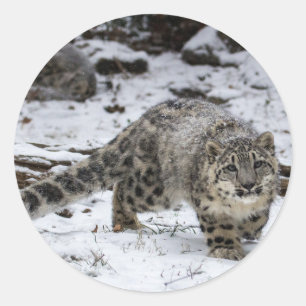 Snow Leopard Cub Ronde Sticker