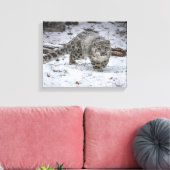Snow Leopard Cub Stalking Canvas Afdruk (Insitu (Woonkamer))