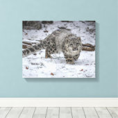 Snow Leopard Cub Stalking Canvas Afdruk (Insitu (Houten vloer))