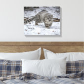 Snow Leopard Cub Stalking Canvas Afdruk (Insitu (Slaapkamer))