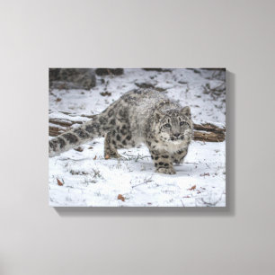 Snow Leopard Cub Stalking Canvas Afdruk