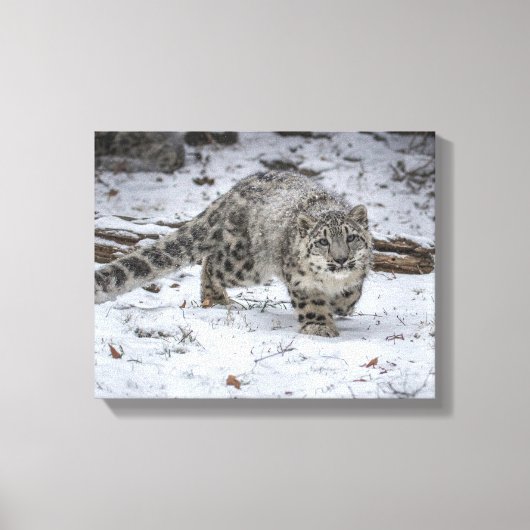 Snow Leopard Cub Stalking Canvas Afdruk (Voorkant)
