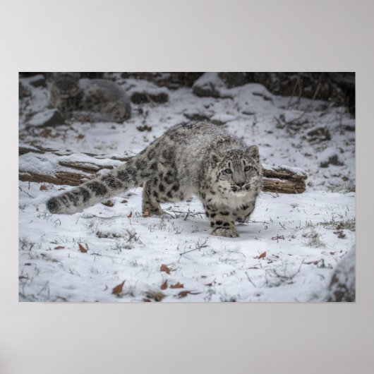 Snow Leopard Cub Stalking Poster (Voorkant)