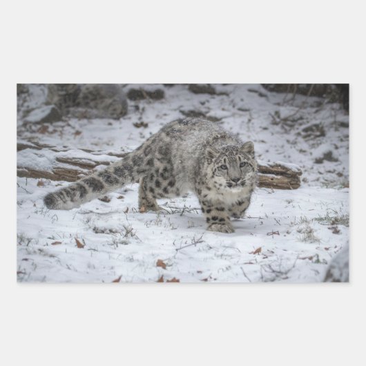 Snow Leopard Cub Stalking Rechthoekige Sticker (Voorkant)