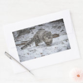 Snow Leopard Cub Stalking Rechthoekige Sticker (Envelop)