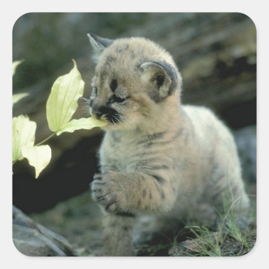 Snow Leopard Cub Vierkante Sticker (Voorkant)
