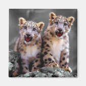 Snow Leopard Cubs Magneet (Voorkant)