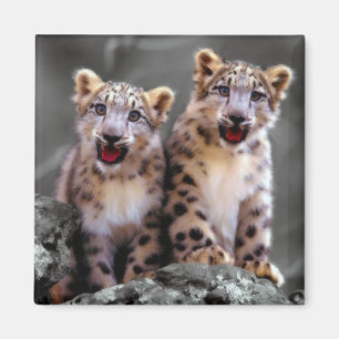 Snow Leopard Cubs Magneet