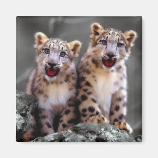 Snow Leopard Cubs Magneet (Voorkant)