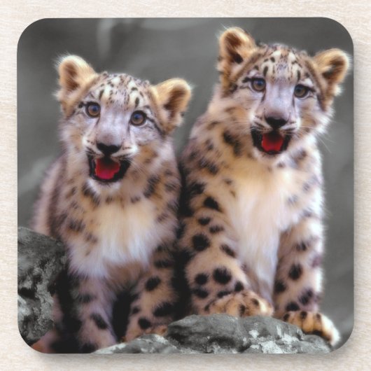 Snow Leopard Cubs Onderzetter (Voorkant)
