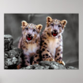 Snow Leopard Cubs Poster (Voorkant)