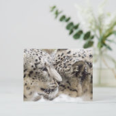 Snow Leopard Cuddle Briefkaart (Staand voorkant)