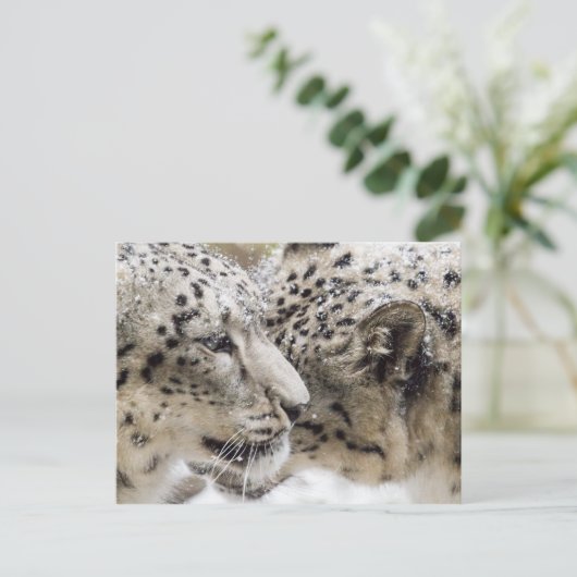 Snow Leopard Cuddle Briefkaart (Staand voorkant)