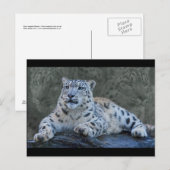Snow Leopard Dreams Briefkaart (Voorkant / Achterkant)