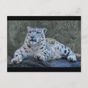 Snow Leopard Dreams Briefkaart