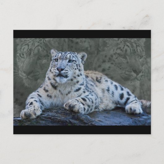 Snow Leopard Dreams Briefkaart (Voorkant)