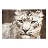 Snow Leopard Foto Afdruk (Voorkant)