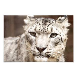 Snow Leopard Foto Afdruk