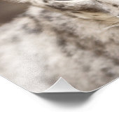 Snow Leopard Foto Afdruk (Hoek)