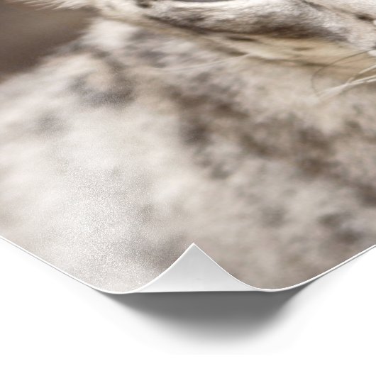 Snow Leopard Foto Afdruk (Hoek)