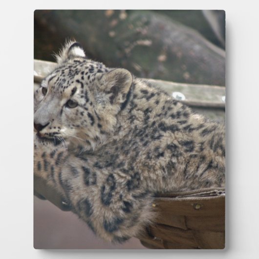 Snow Leopard Fotoplaat (Voorkant)