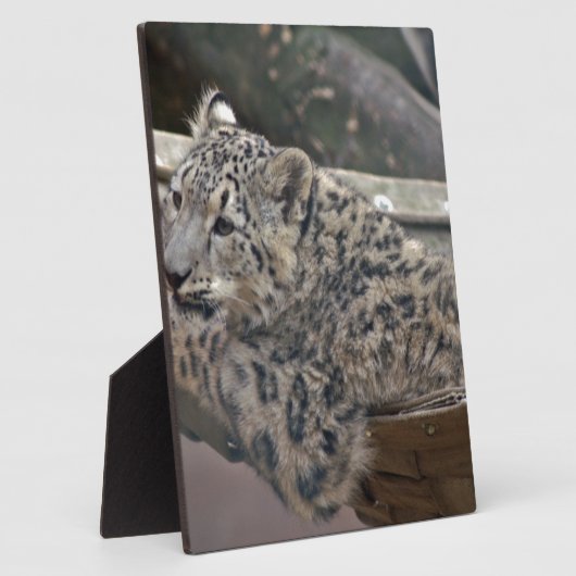 Snow Leopard Fotoplaat (Zijkant)
