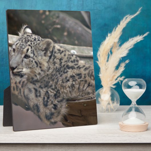 Snow Leopard Fotoplaat (Zijkant)