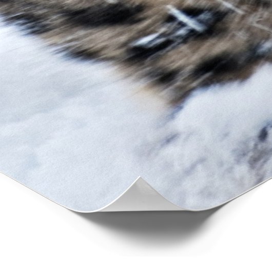 Snow Leopard Growling Poster (Hoek)