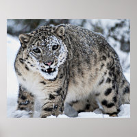 Snow Leopard Growling