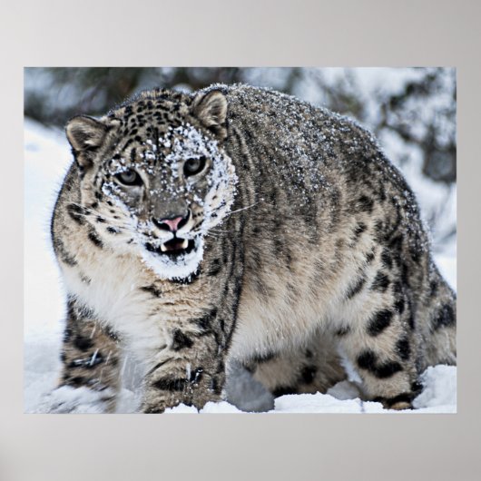 Snow Leopard Growling Poster (Voorkant)