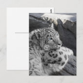 Snow Leopard Icy Stare Briefkaart (Voorkant / Achterkant)