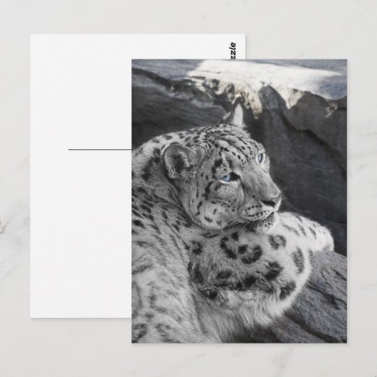 Snow Leopard Icy Stare Briefkaart (Voorkant / Achterkant)
