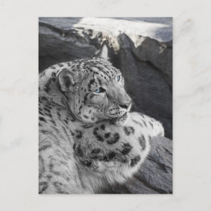 Snow Leopard Icy Stare Briefkaart