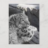 Snow Leopard Icy Stare Briefkaart (Voorkant)