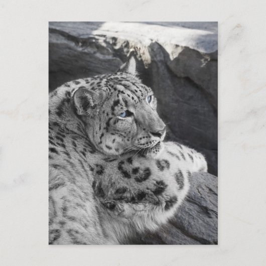 Snow Leopard Icy Stare Briefkaart (Voorkant)