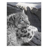 Snow Leopard Icy Stare Foto Afdruk (Voorkant)