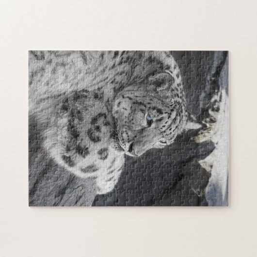 Snow Leopard Icy Stare Legpuzzel (Horizontaal)