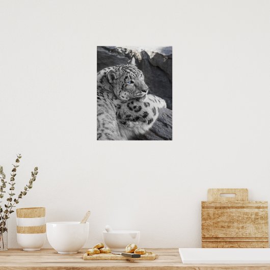 Snow Leopard Icy Stare Poster (Keuken)