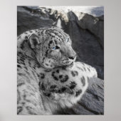 Snow Leopard Icy Stare Poster (Voorkant)