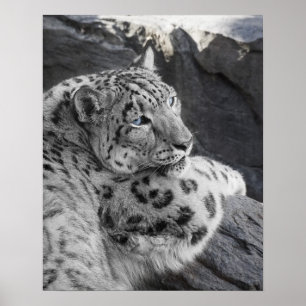 Snow Leopard Icy Stare Poster