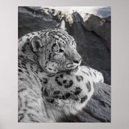 Snow Leopard Icy Stare Poster (Voorkant)