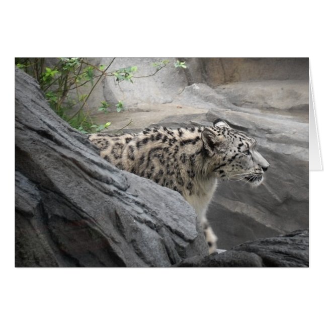 Snow Leopard-Kaart (Voorkant Horizontaal)