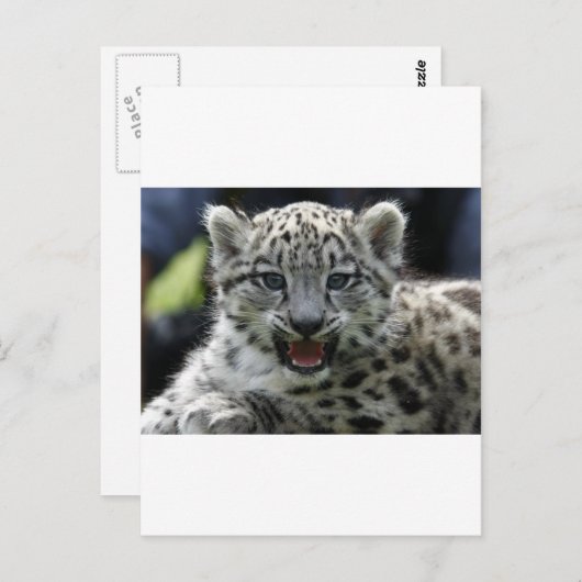 Snow Leopard Kitten Briefkaart (Voorkant / Achterkant)