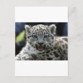 Snow Leopard Kitten Briefkaart (Voorkant)