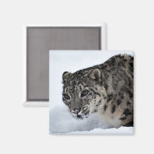 Snow Leopard Magneet (Voorkant / Achterkant)